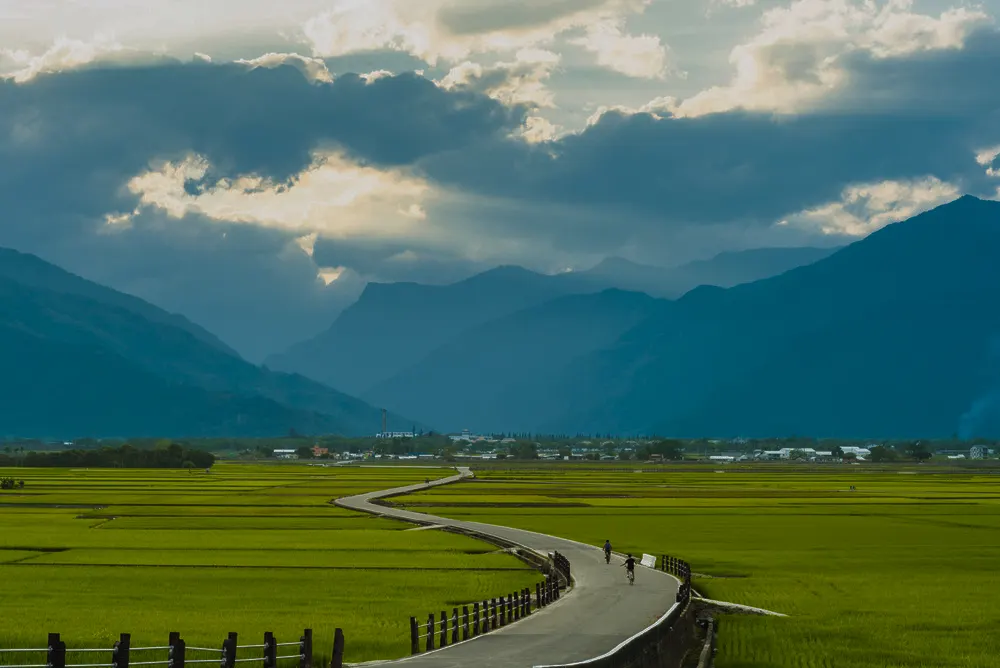 Cyclists riding through green rice paddies toward the mountains in Taitung, Taiwan